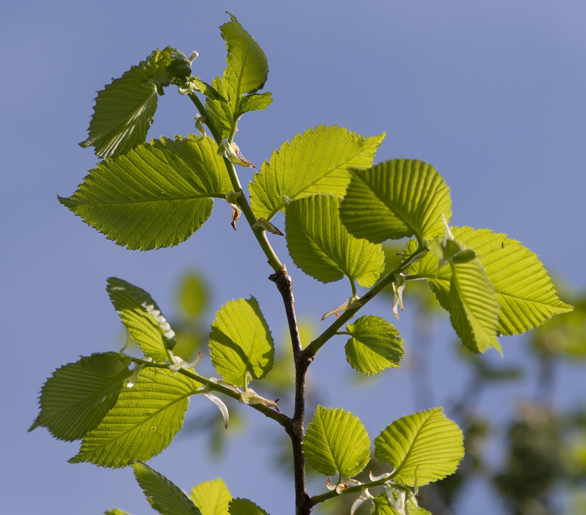 frische Triebe